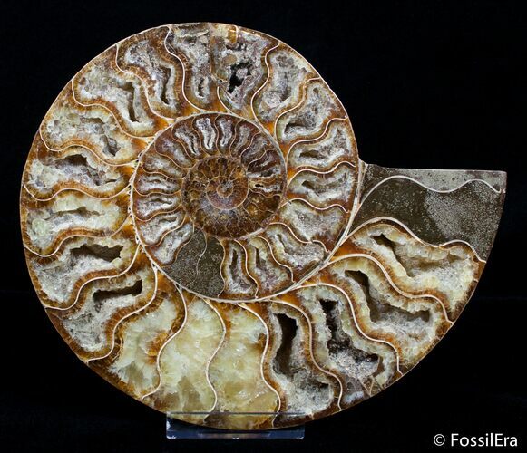 Large Inch Polished Ammonite Half #2830